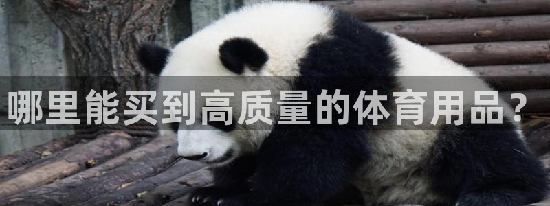 欧陆娱乐注册代理：哪里能买到高质量的体育用品？