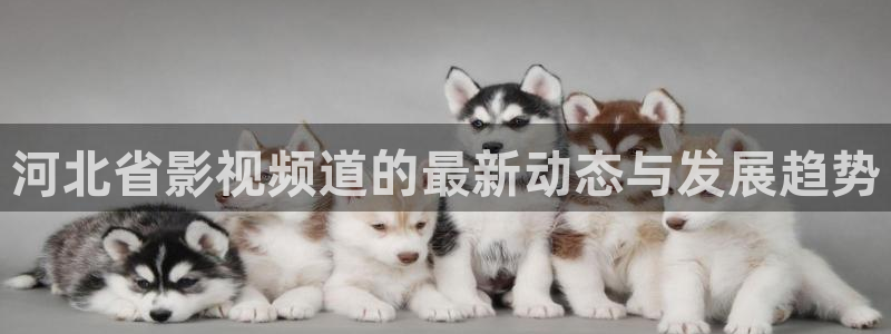 中电熊猫
