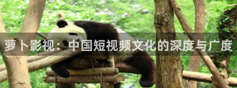 熊猫影院免费观看高清